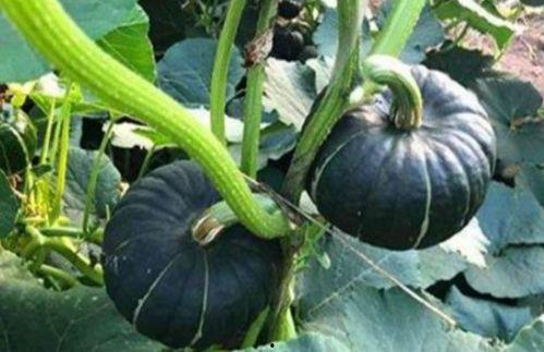 吃瓜原创网红,揭秘吃瓜原创网红的爆红之路 第1张 吃瓜原创网红,揭秘吃瓜原创网红的爆红之路 第1张